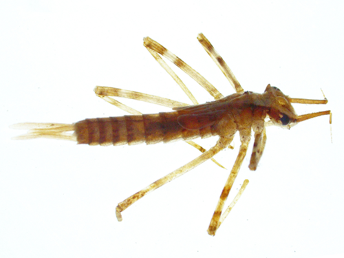 Benthic specimen
